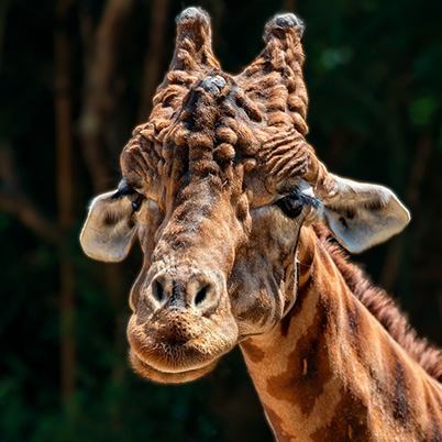 Rangeland Awareness Campaign